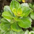 Escallonia