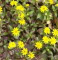 Sanvitalia procumbens