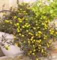 Sanvitalia procumbens