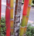 Palmier � tronc rouge - Cyrtostachys lakka