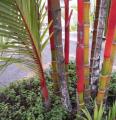 Palmier � tronc rouge - Cyrtostachys lakka