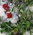 Salsepareille - Smilax