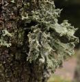 Lichen et mousse