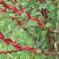 Rosier �pineux - Rosa sericea 'Pteracantha'