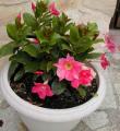 Diplad�nia - Mandevilla