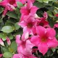 Diplad�nia - Mandevilla