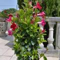 Diplad�nia - Mandevilla