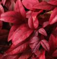 Nandina domestica - Bambou sacr�