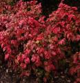 Nandina domestica - Bambou sacré