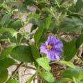 Solanum rantonnetii
