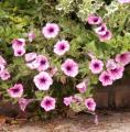 P�tunia-Surfinia