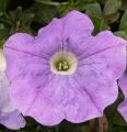 P�tunia-Surfinia