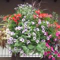 P�tunia-Surfinia