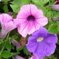 P�tunia-Surfinia