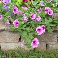 P�tunia-Surfinia