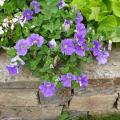 P�tunia-Surfinia