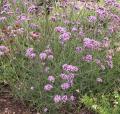 Verveine de Buenos-Aires - Verbena bonariensis