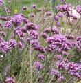 Verveine de Buenos-Aires - Verbena bonariensis