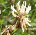 Tr�fle blanc - Trifolium repens
