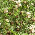 Tr�fle blanc - Trifolium repens
