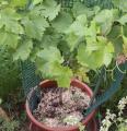 Raisin - Vitis - Vigne