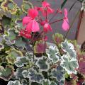 P�largonium odorant ('Frank Headley' - 'Mrs Pollock' - 'Orange Firz')