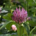 Tr�fle rouge des pr�s - Trifolium pratense