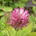 Tr�fle rouge des pr�s - Trifolium pratense
