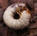 Larve de c�toine - Ver blanc