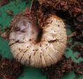 Larve de c�toine - Ver blanc