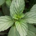 Menthe