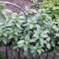 Menthe