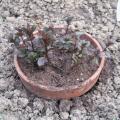 Menthe