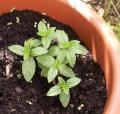 Menthe