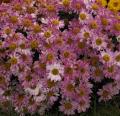 Chrysantheme des jardins - Marguerite des jardins
