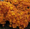 Chrysantheme des jardins - Marguerite des jardins