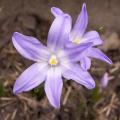 Chionodoxa luciliae  - Gloire des neiges