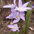 Chionodoxa luciliae - Gloire des neiges