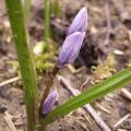 Chionodoxa luciliae - Gloire des neiges