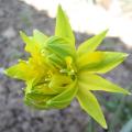 Narcisse 'Rip Van Winkle'