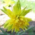 Narcisse 'Rip Van Winkle'