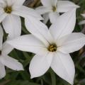 Triteleia - Iph�ion  - Brodiaea - Tristagma - Milla