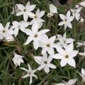 Triteleia - Iphéion - Brodiaea - Tristagma - Milla