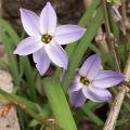 Triteleia - Iphéion - Brodiaea - Tristagma - Milla