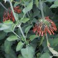 Leonotis leonurus - Queue de lion