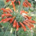 Leonotis leonurus - Queue de lion