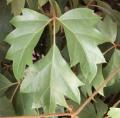 Vigne d'appartement - Cissus rhombifolia - Rhoicissus
