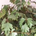 Vigne d'appartement - Cissus rhombifolia - Rhoicissus