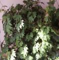 Vigne d'appartement - Cissus rhombifolia - Rhoicissus