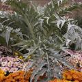 Cardon - Cynara cardunculus Cardon - Cynara cardunculus